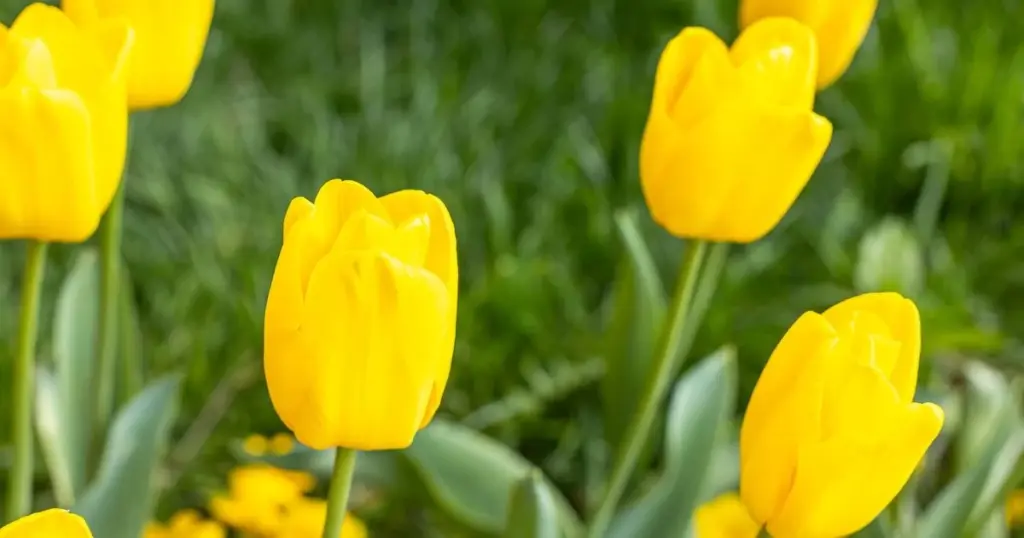 No tires tus Tulipanes: el truco de Monty Don para que vuelvan más fuertes
