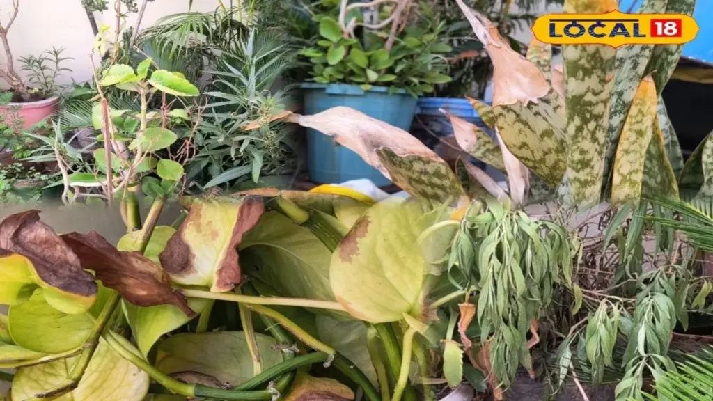 Ola de calor: el truco de jardinería para salvar tus plantas a 45°C