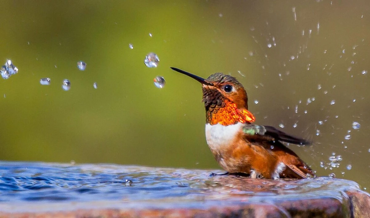 Ola de calor: salva a las aves con el Jardin Speckled Bird Bath de Home Bargains - image 1