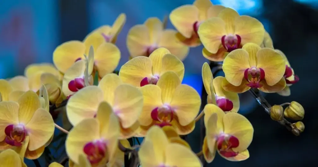 Orquídea sin flores: el truco de la semilla de aguacate para verla brotar