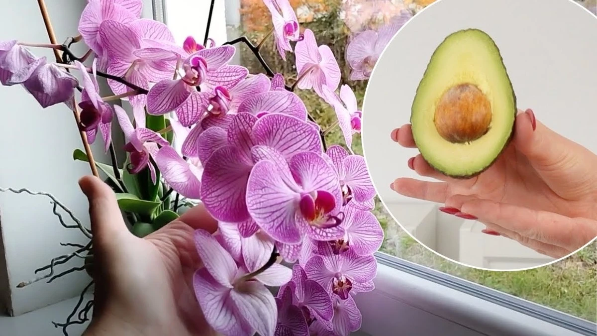 Orquídea sin flores: el truco de la semilla de aguacate para verla brotar - image 1
