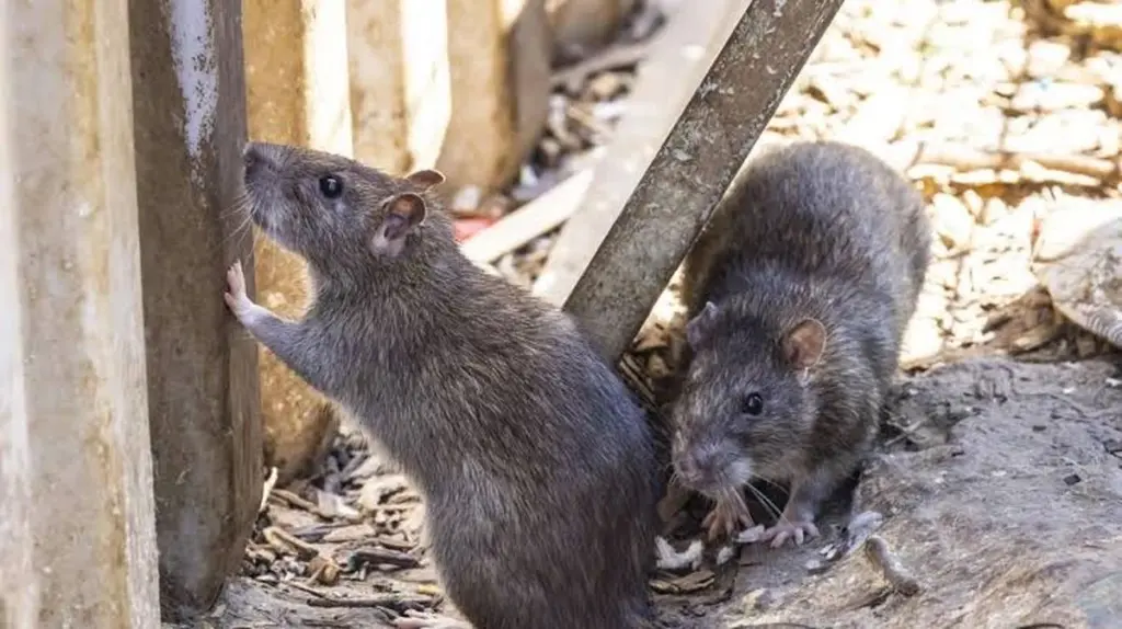 Parques cerrados en Nuremberg: la plaga de ratas que amenaza a España