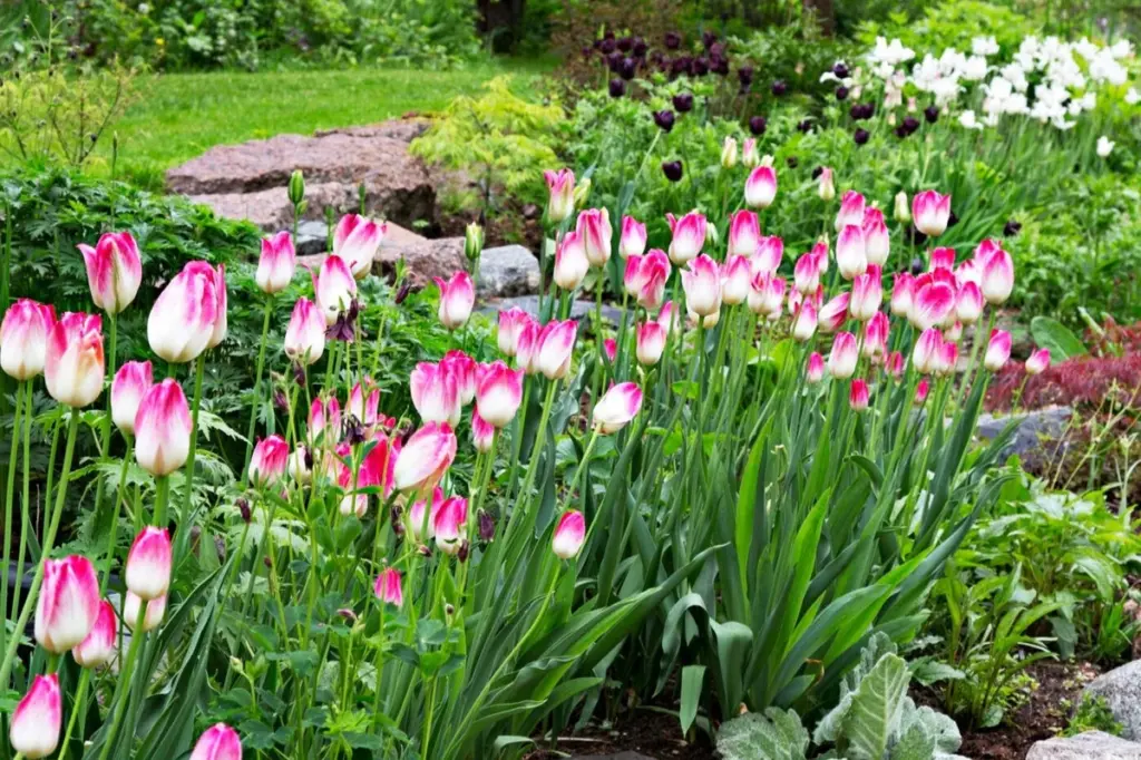 Parterre siempre en flor: el secreto de Nina Riihimaa para que no se marchite
