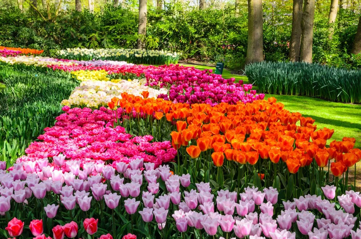 Parterre siempre en flor: el secreto de Nina Riihimaa para que no se marchite - image 1