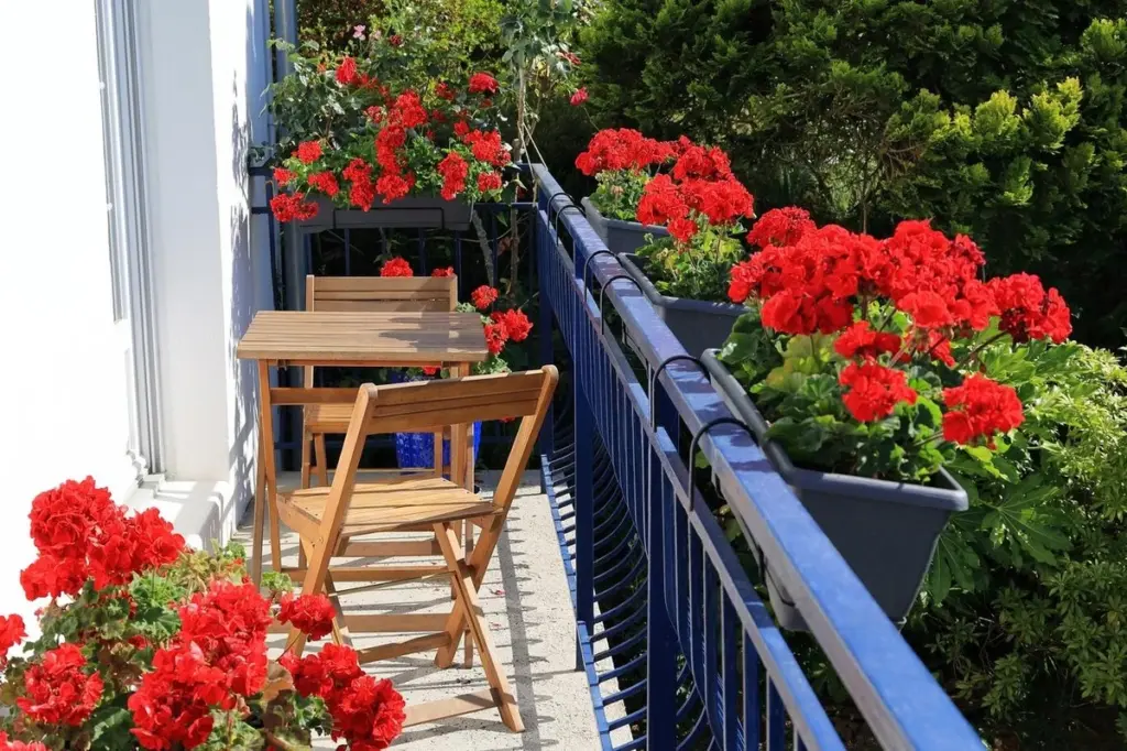 Pelargonium sin flores: el truco de los posos de café para que exploten de color
