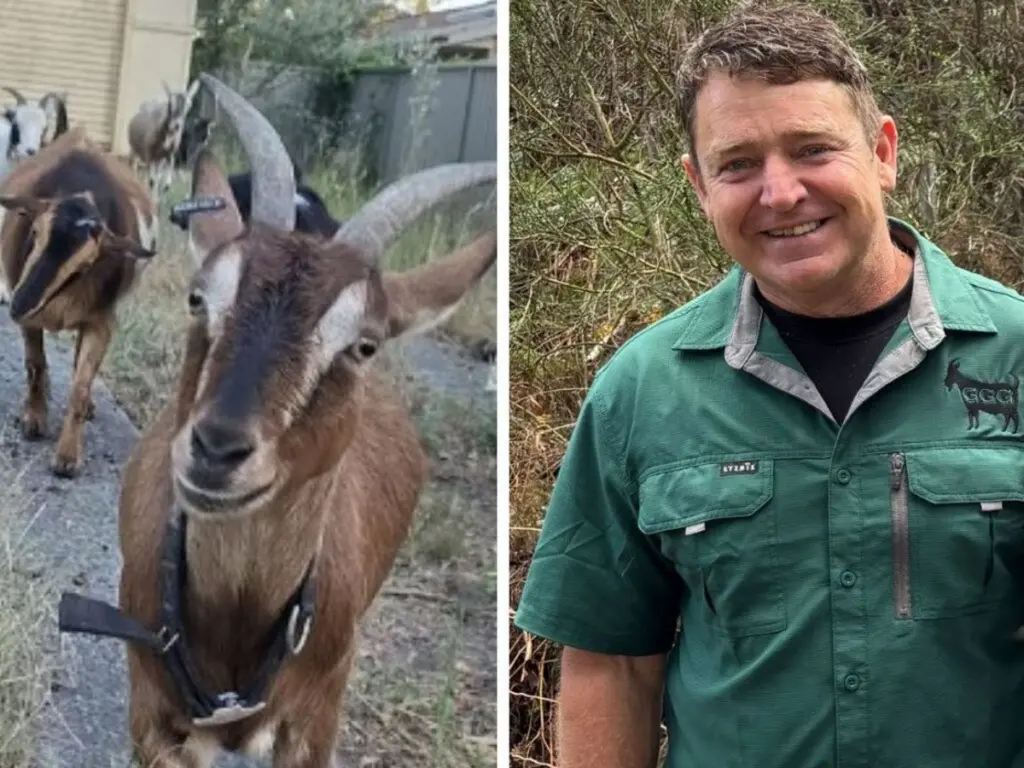Peligro de incendios: por qué Ben Peterson usa Cabras en vez de máquinas