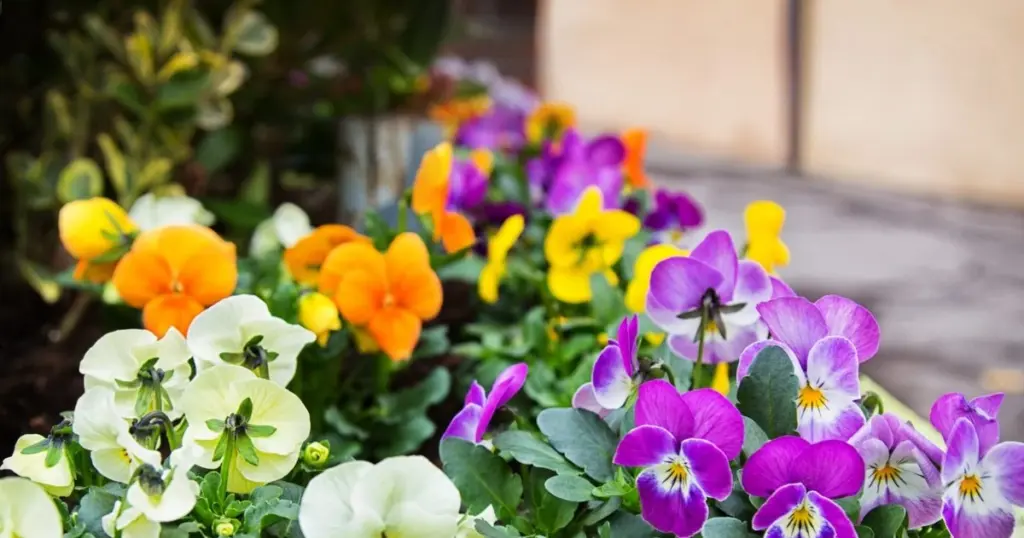 Pensamiento (Viola × wittrockiana) en Abril: mi truco para flores infinitas