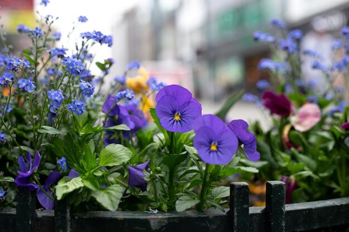 Pensamiento (Viola × wittrockiana) en Abril: mi truco para flores infinitas - image 1