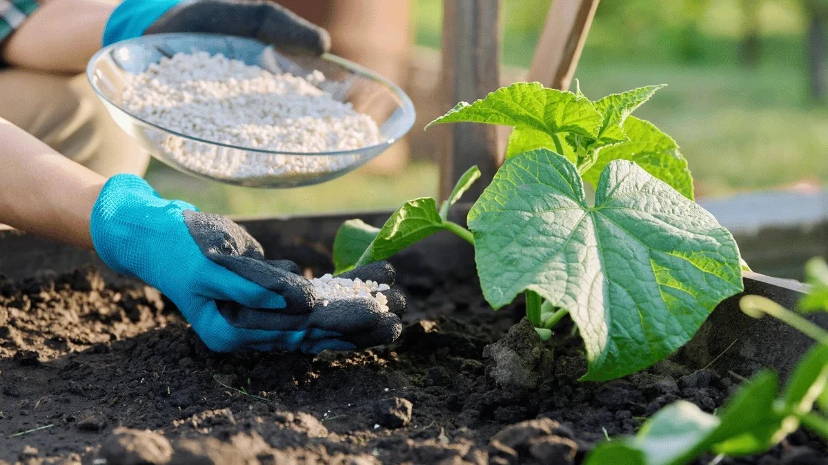 Pepino (Cucumis sativus): el truco de la Cama caliente para cosechar 3 semanas antes - image 1