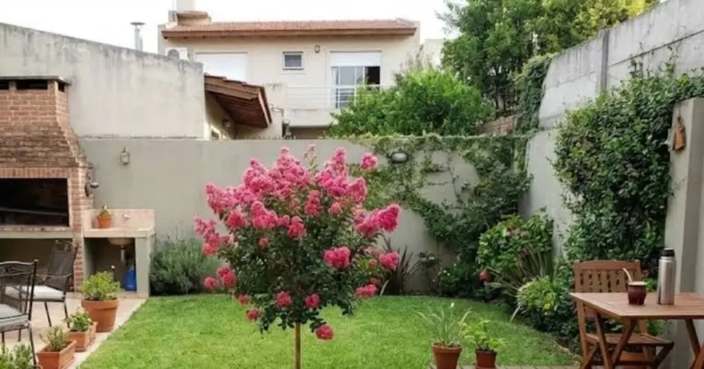 Pezuña de vaca: el árbol para ver colibríes en tu patio este 2026