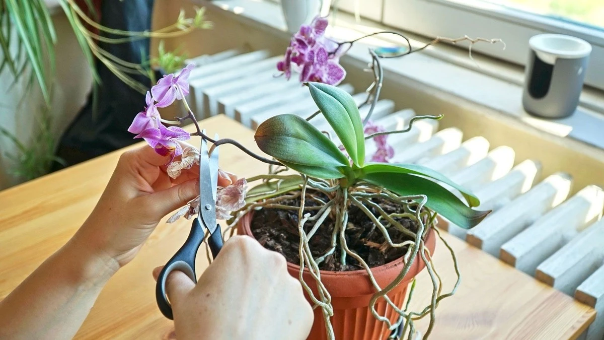 Phalaenopsis sin flores: el truco del nudo para que tu orquídea brote rápido - image 1