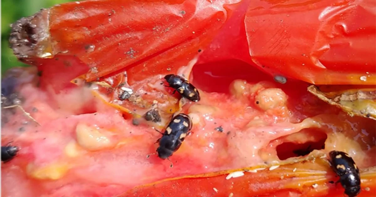 Pimientos sin Pulgones: el truco de la planta vecina para un huerto blindado - image 1