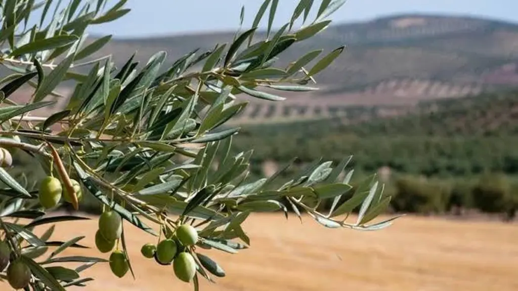 Plaga de Algodoncillo (Euphilura olivina): la verdad sobre la Unión Europea