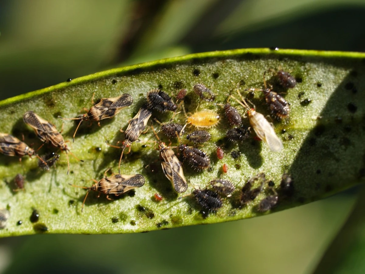 Plaga de Algodoncillo (Euphilura olivina): la verdad sobre la Unión Europea - image 1