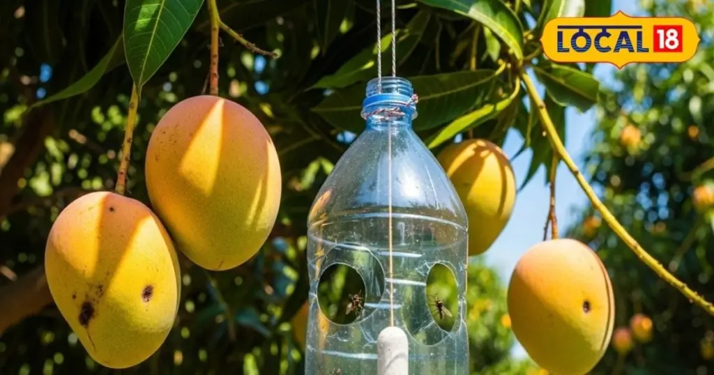 Plaga de barrenador de frutas: mi trampa para moscas de la fruta por 1€