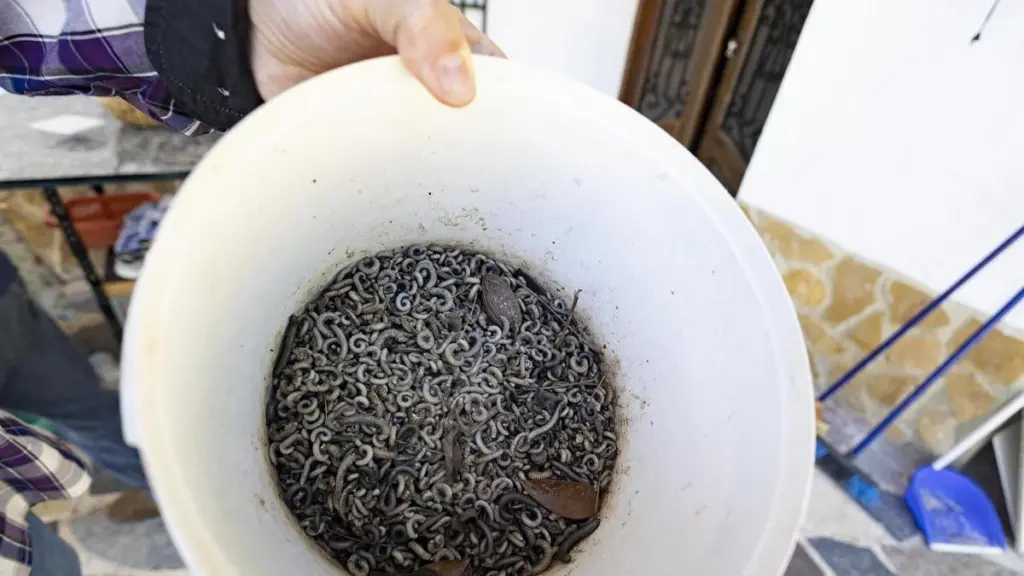 Plaga de milpiés en Xàtiva: el método de 3 pasos para proteger tu casa