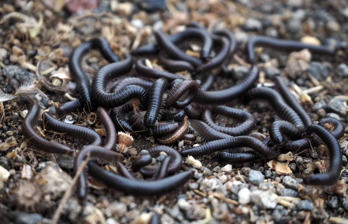 Plaga de milpiés en Xàtiva: el método de 3 pasos para proteger tu casa - image 1