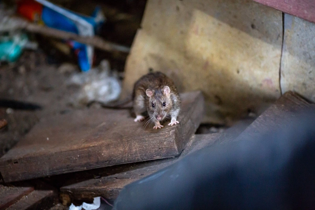 Plaga de Rata en Treasure Valley: el mapa secreto para proteger tu casa - image 1