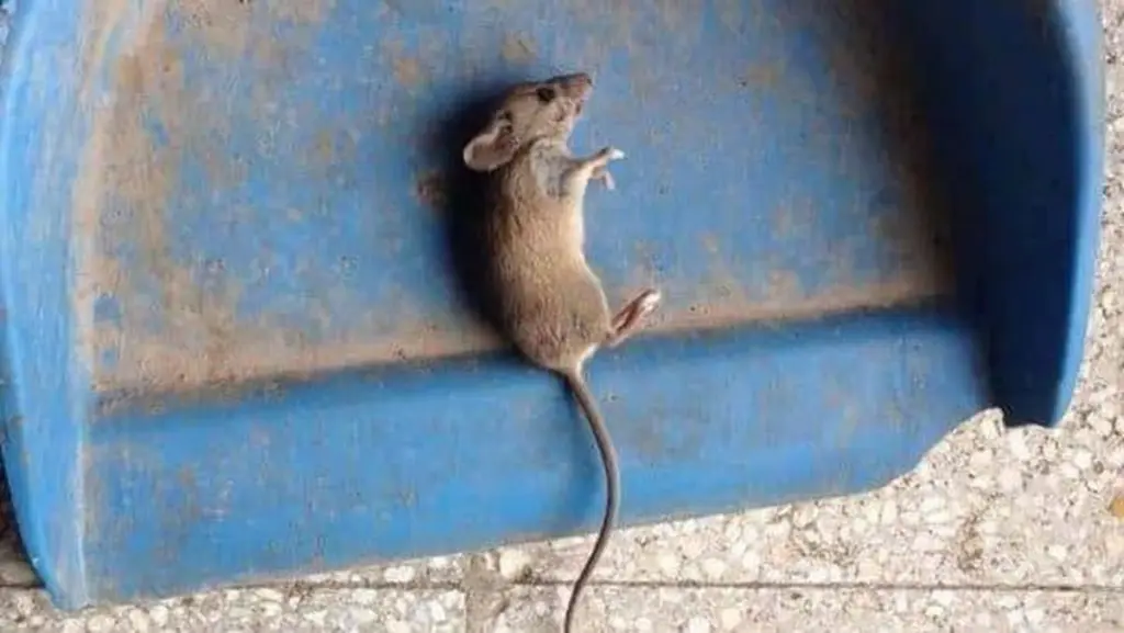 Plaga de ratones en la Región de Los Lagos: el protocolo vital que todo padre debe seguir