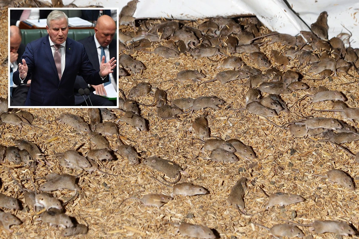 Plaga de ratones en la Región de Los Lagos: el protocolo vital que todo padre debe seguir - image 1