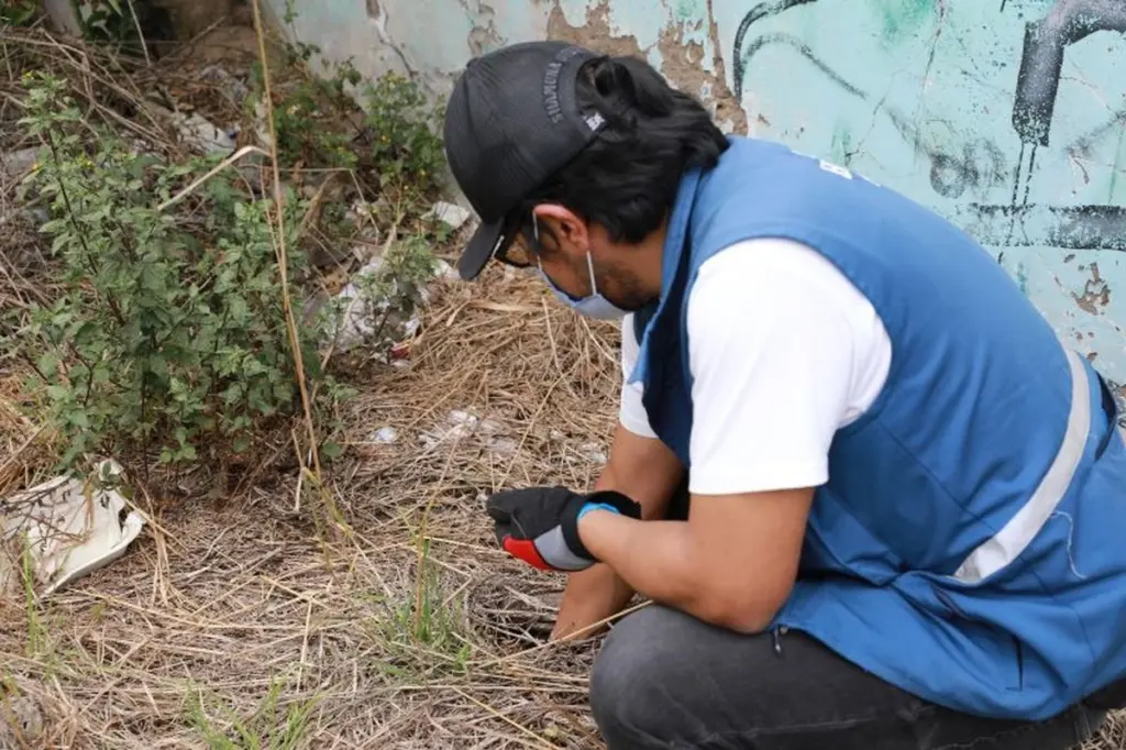 Plaga en La Carolina: el Municipio de Quito y la UBA aplican plan técnico