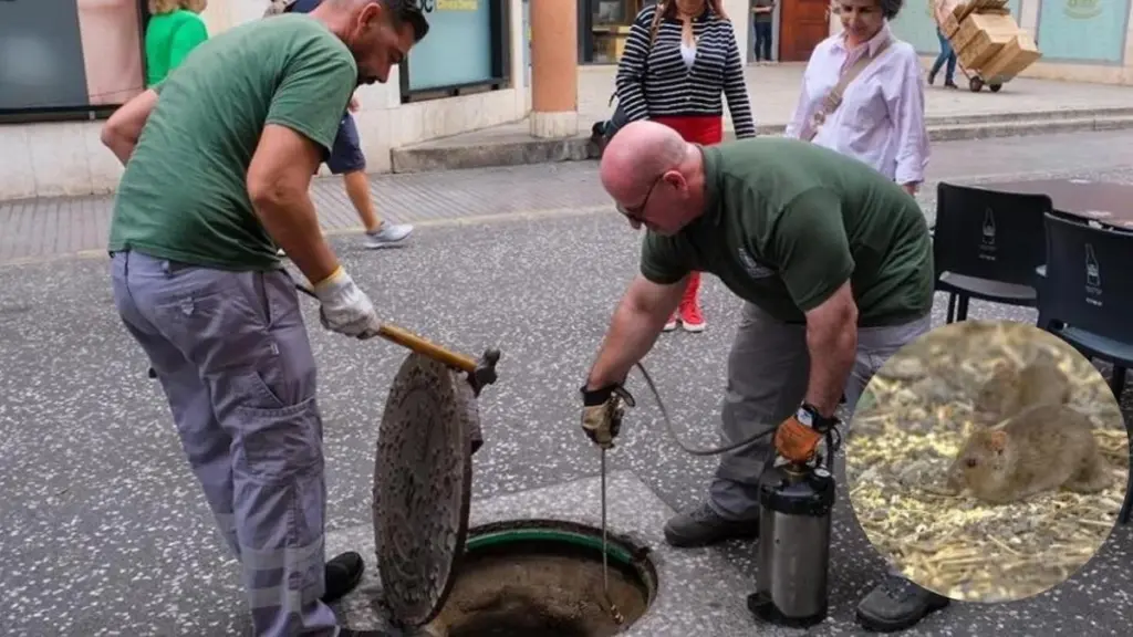 Plagas en Las Palmas de Gran Canaria: el plan del Ayuntamiento para blindar tu casa