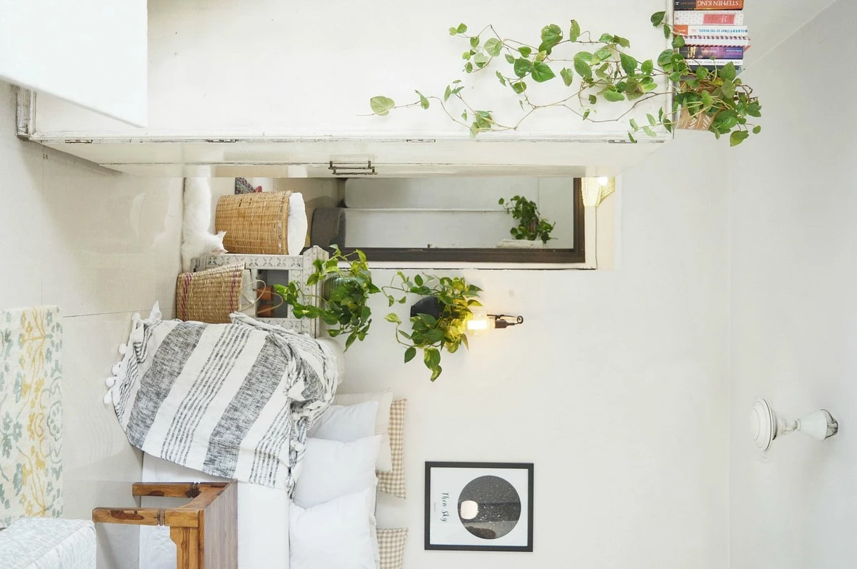 Planta del dinero (Pothos): el error de Vastu Shastra que bloquea tu fortuna - image 1