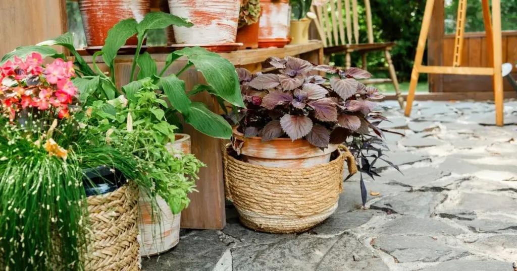 Plantas a 1€ con Florprice: el método de Pascal Griot para tu terraza