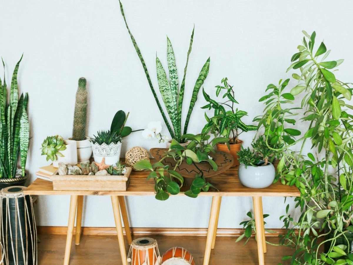Plantas de interior a salvo: el truco de la toalla para un riego perfecto - image 1