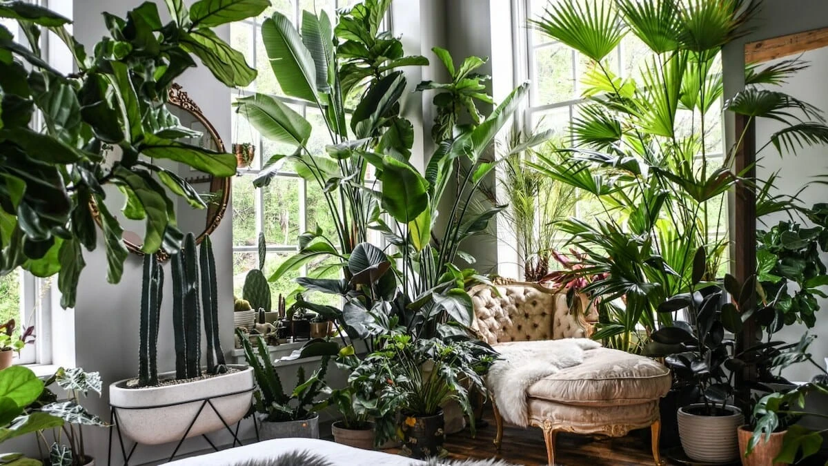 Plantas de sombra en casa: el truco de la Jiboia para purificar el aire - image 1