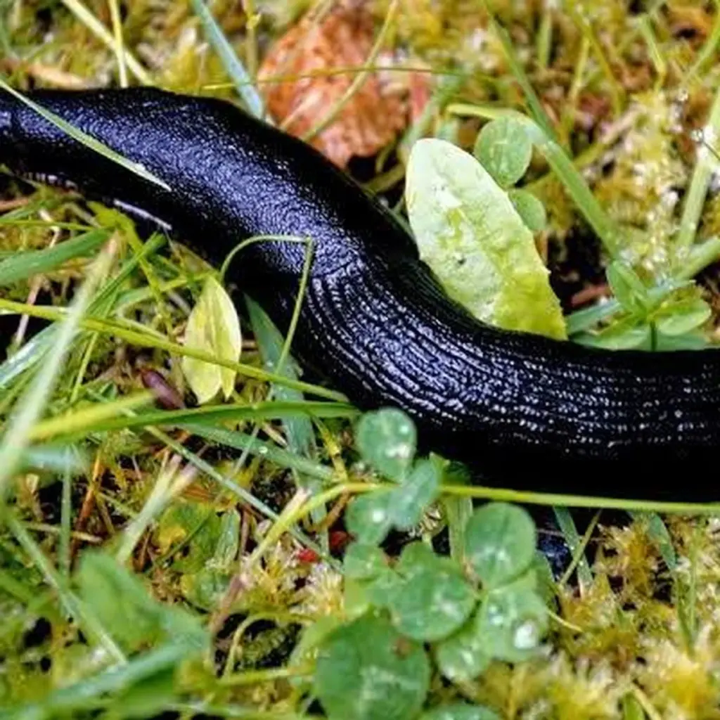 Plantas devoradas: el truco de Irlanda para frenar la Babosa (Arion ater)