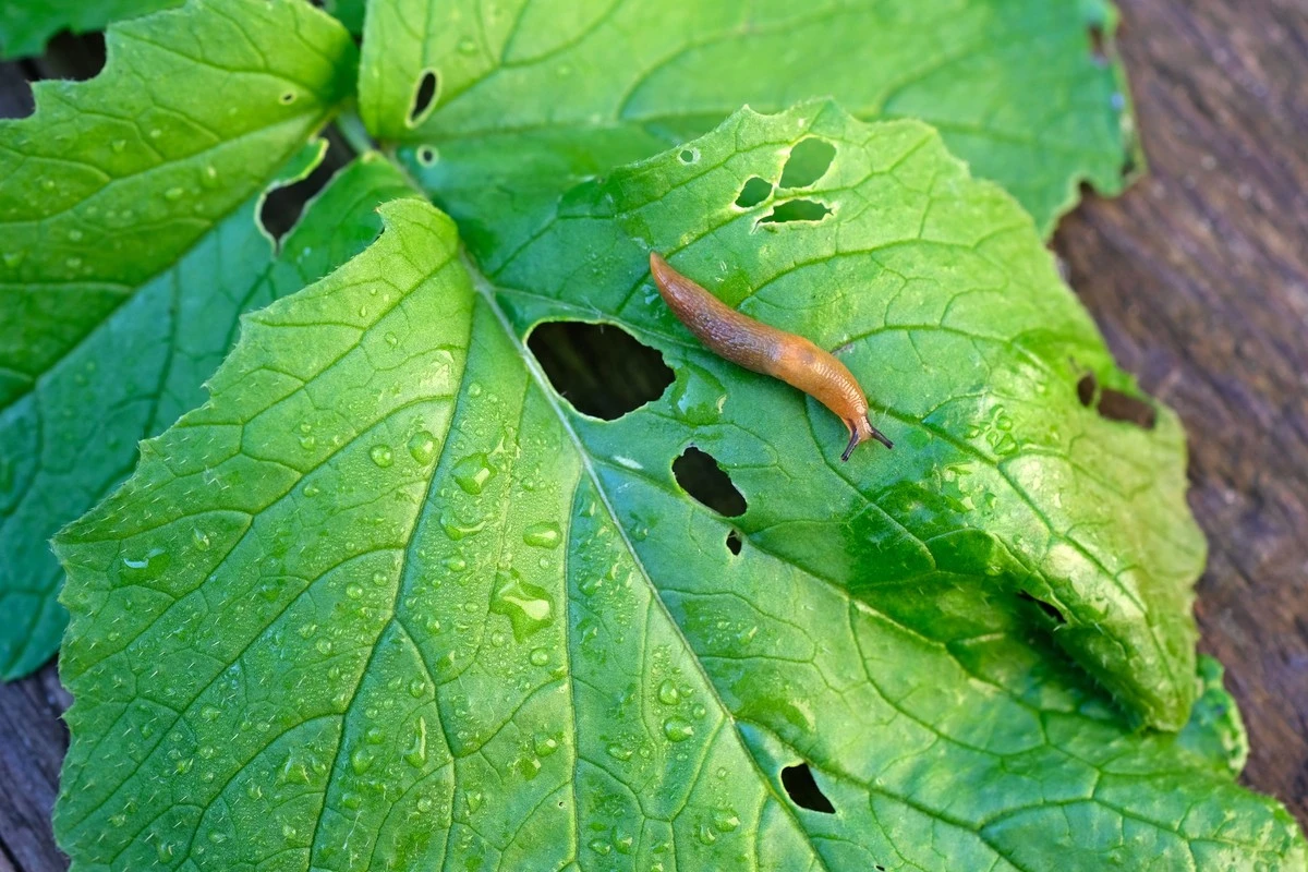 Plantas devoradas: el truco de Irlanda para frenar la Babosa (Arion ater) - image 1