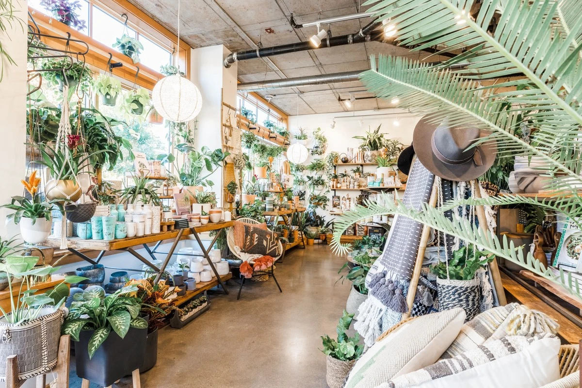 Plantas en casa: el truco de Worcester y Plantamamita para un oasis interior - image 1