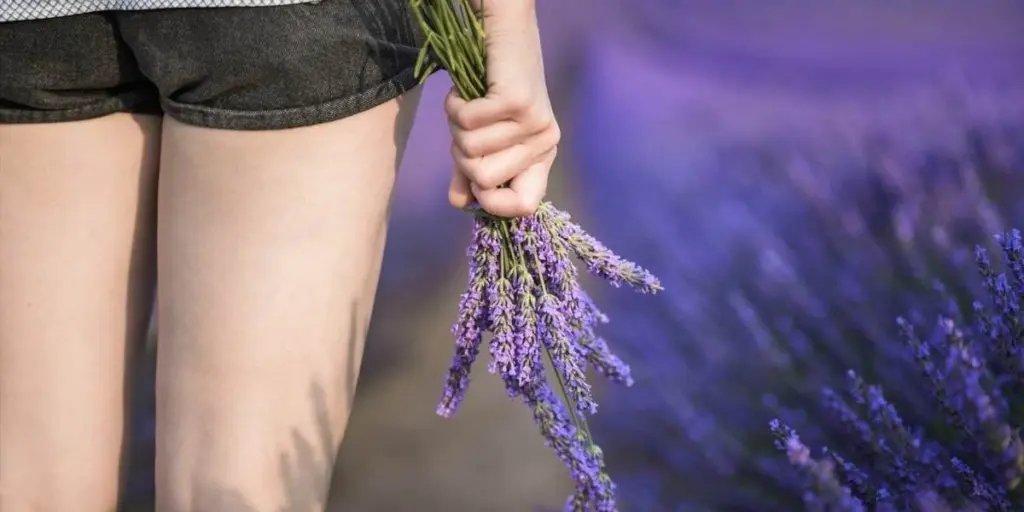 Plantas en Mayo: el truco de la Lavanda para un balcón relajante