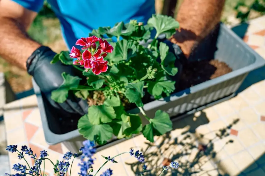 Plantas en peligro hasta el 15 de mayo: el riesgo de Zimna Zośka y los Zimni ogrodnicy