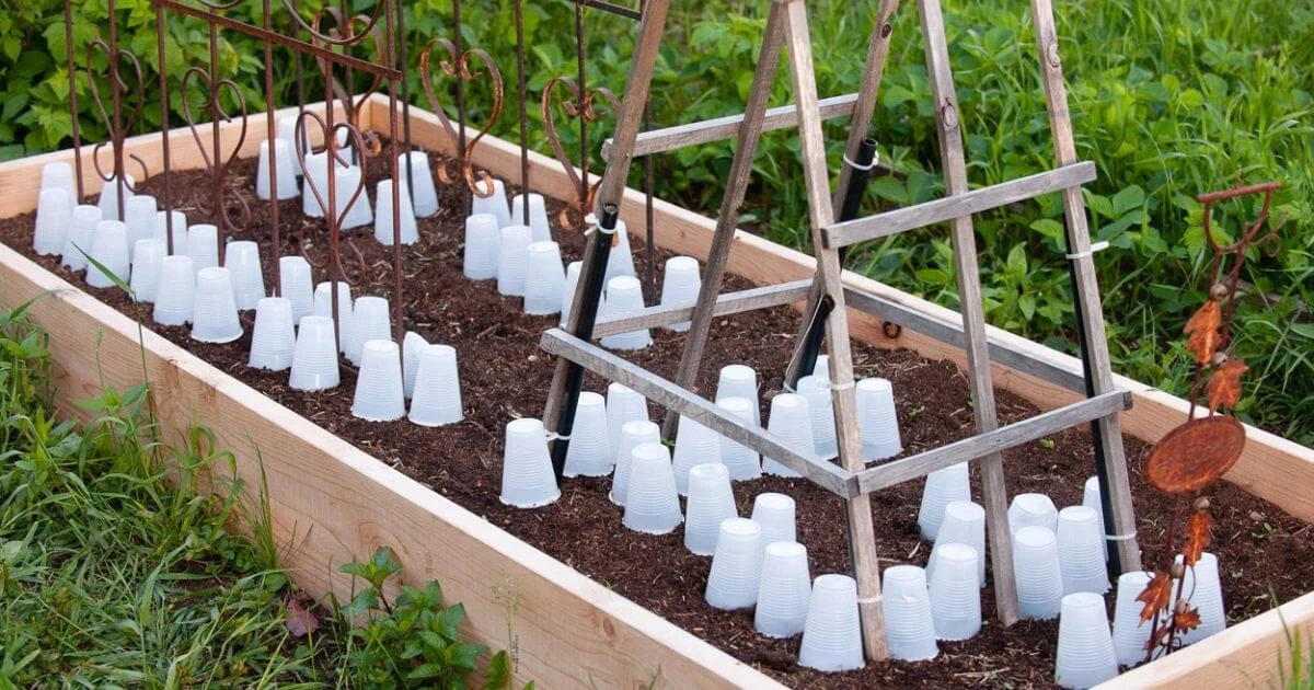 Plantas en peligro hasta el 15 de mayo: el riesgo de Zimna Zośka y los Zimni ogrodnicy - image 1