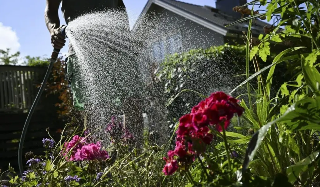 Plantas marchitas: el truco de Hamburgo que MOPO.de recomienda para salvar tu jardín