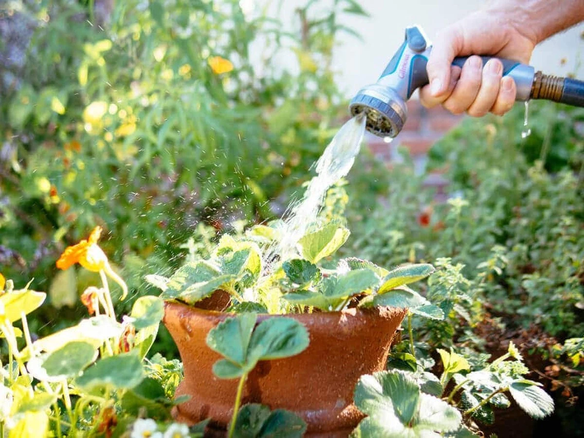 Plantas marchitas: el truco de Hamburgo que MOPO.de recomienda para salvar tu jardín - image 1