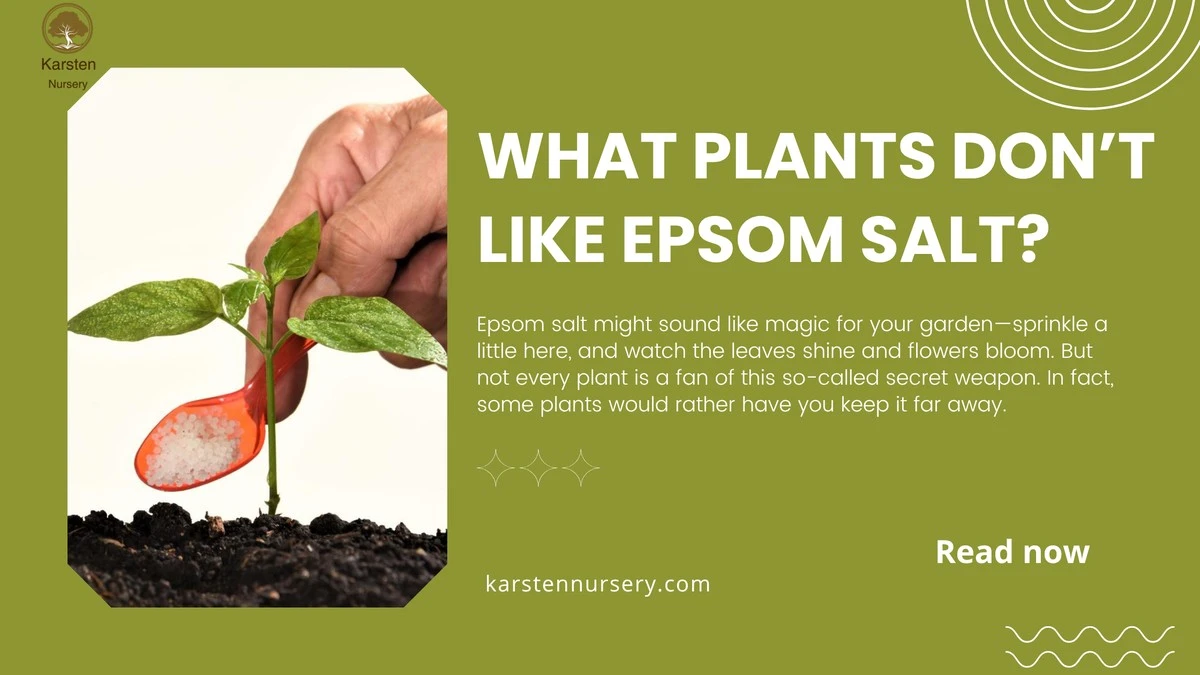 Plantas marchitas: el truco con Sal de Epsom (sulfato de magnesio) para revivirlas - image 1