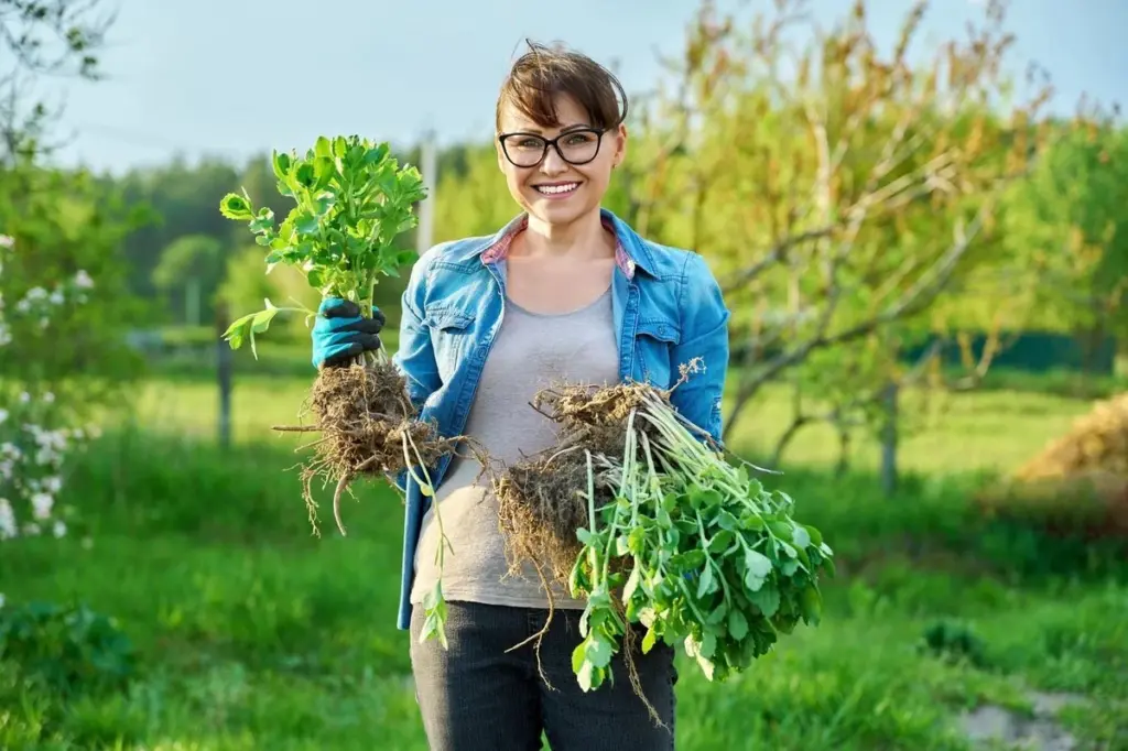 Plantas perennes: el truco para dividir tu Hosta y tener jardín gratis