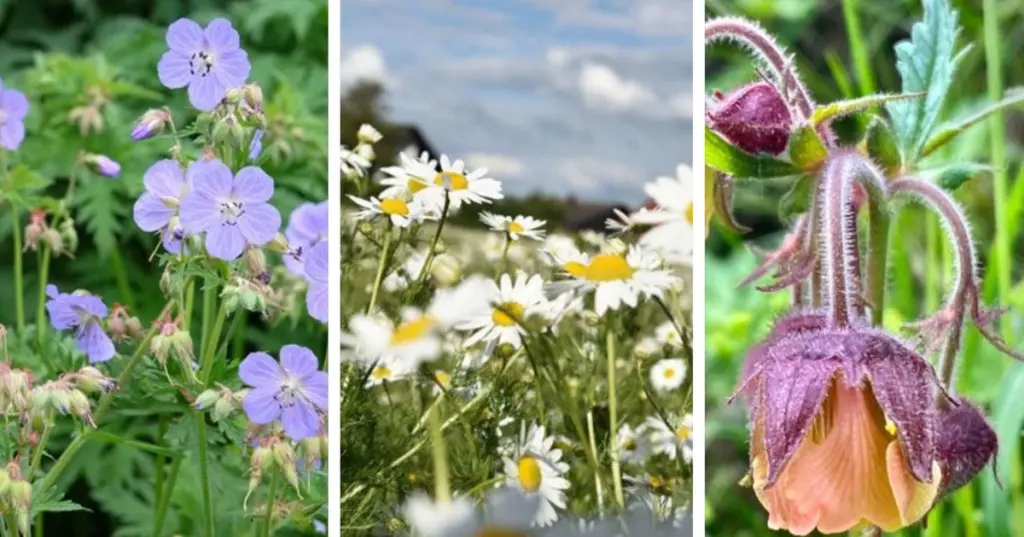 Plantas perennes autóctonas: el secreto de la Hepatica nobilis para el calor