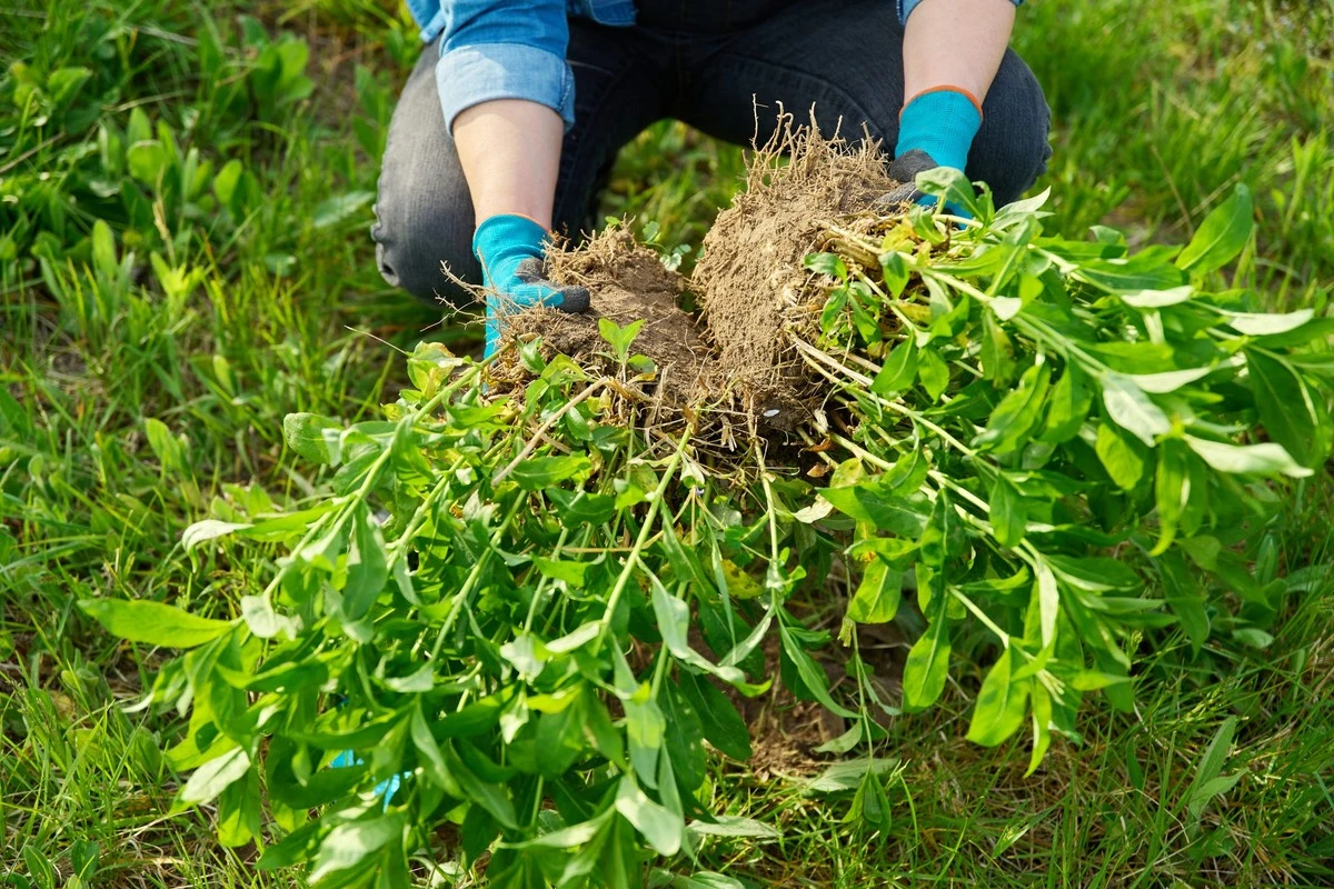 Plantas perennes: el truco para dividir tu Hosta y tener jardín gratis - image 1