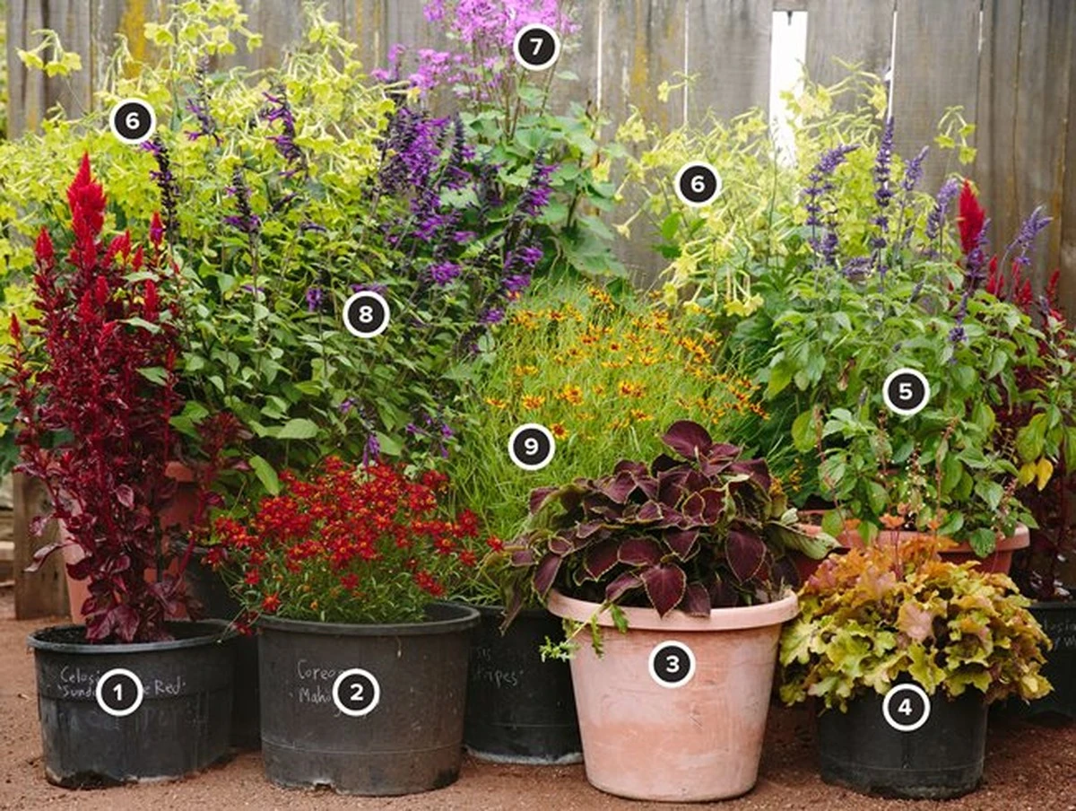 Plantas perennes: las 8 especies para una jardinería en contenedores eterna - image 1