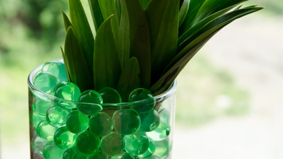 Plantas secas en verano: crea tu gel de riego con agar-agar en 1 minuto - image 1