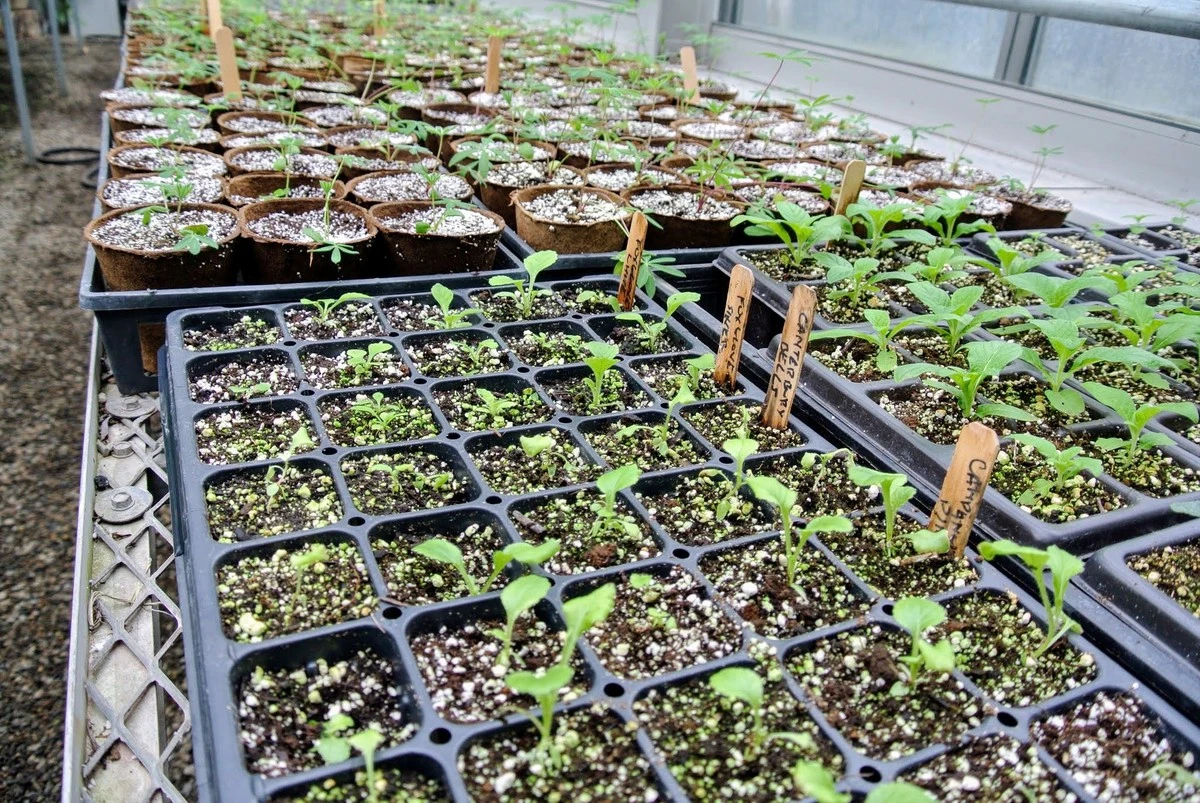Plántula fuerte en 2026: el truco del invernadero para una cosecha explosiva - image 1