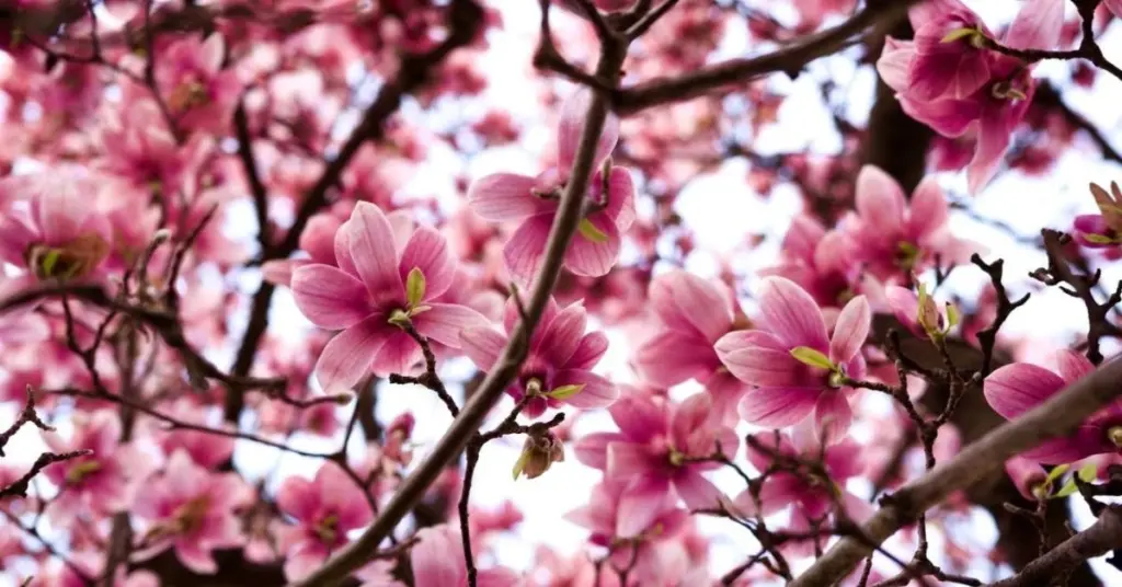 Poda de tu Magnolia: el error que la mata y cómo salvarla