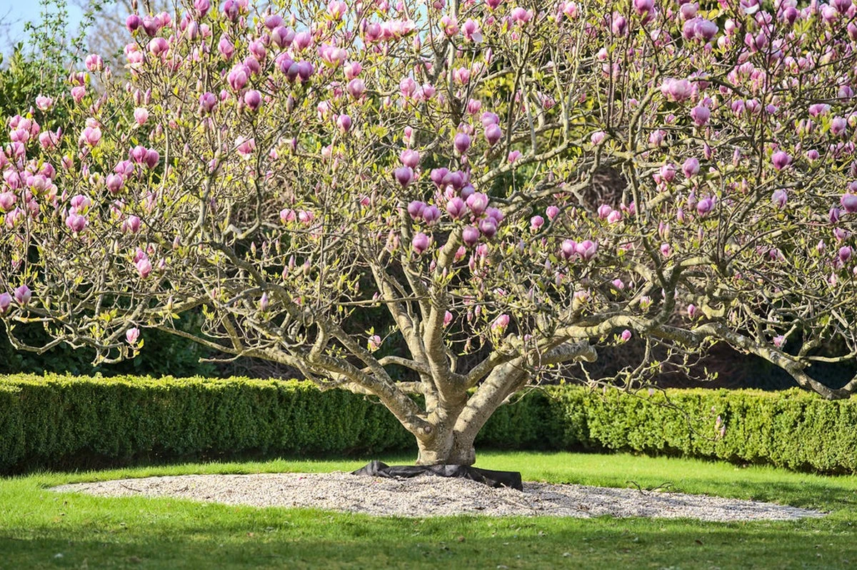 Poda de tu Magnolia: el error que la mata y cómo salvarla - image 1