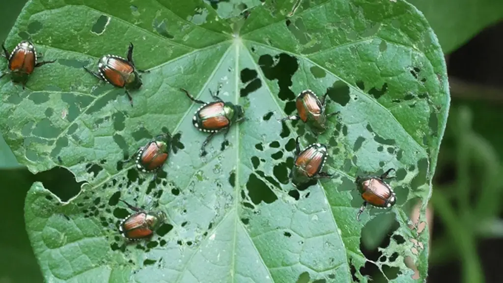 Popillia japonica en Cataluña: el truco de los 5 puntos para salvar tu jardín