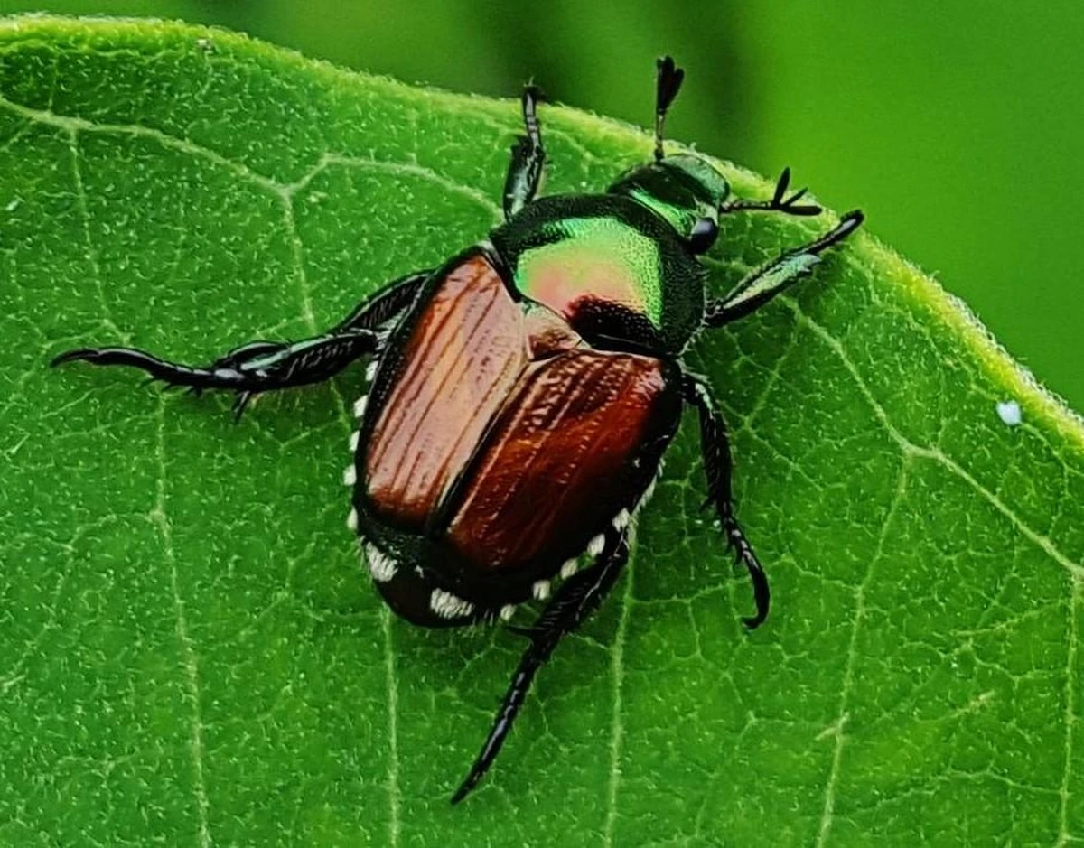 Popillia japonica en Cataluña: el truco de los 5 puntos para salvar tu jardín - image 1