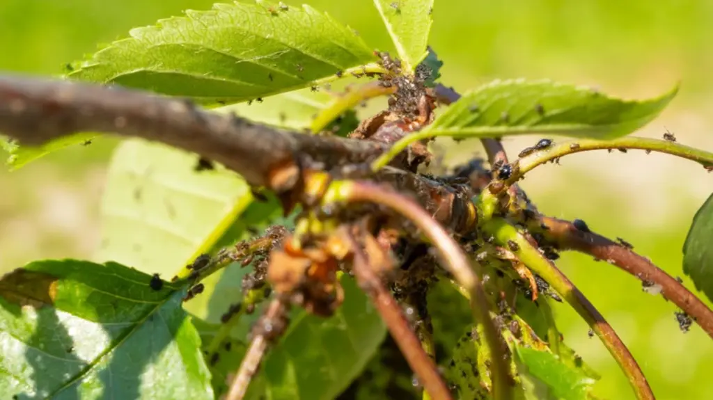 Pulgones (Aphididae): por qué el frío de Hungría ya no salva tus plantas